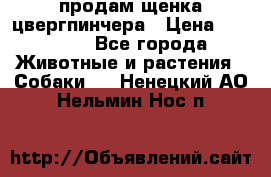 продам щенка цвергпинчера › Цена ­ 15 000 - Все города Животные и растения » Собаки   . Ненецкий АО,Нельмин Нос п.